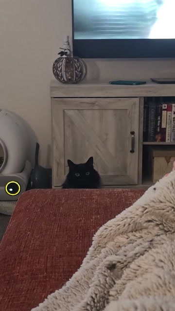 My sweet Stella bean just doing void things #voidcat #… | Lowlight