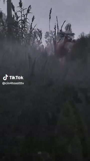 I am the prey now | Lowlight