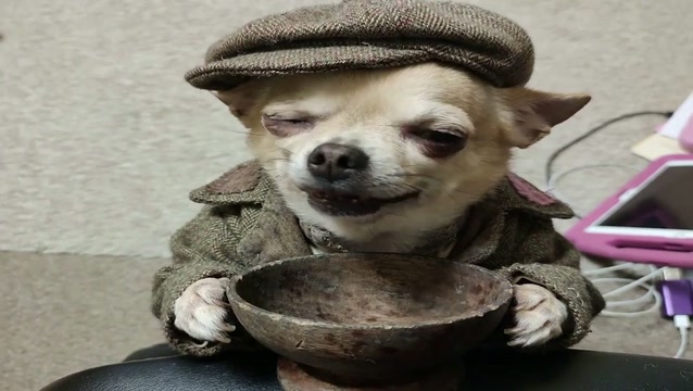 Why does my chihuahua keep begging for food even thoug… | Lowlight