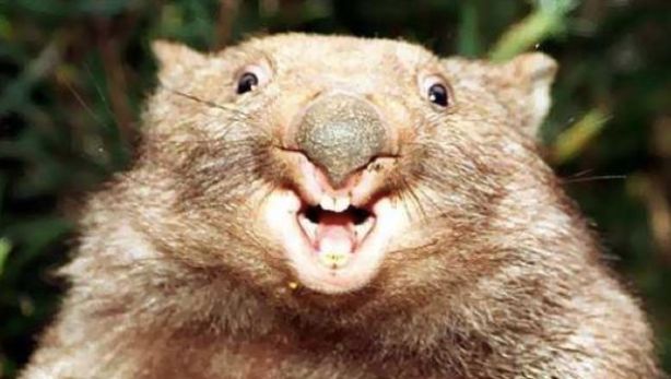 WOMBATBILLY on Lowlight